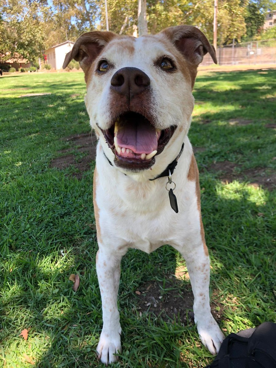Copper, a scruffy tan-and-white rescue dog, smiling in the grass